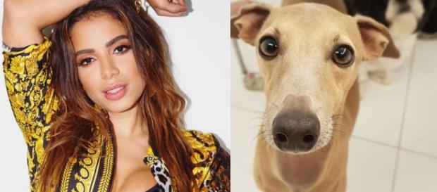 Após Anitta revelar que seu cão concorria a um prêmio, internautas atacaram o animal na web. (Reprodução/Instagram/@anitta) Após Anitta revelar que seu cão concorria a um prêmio, internautas atacaram o animal na web. (Reprodução/Instagram/@anitta)
