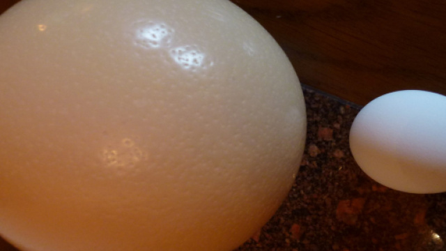 Alcune curiosit&agrave; sull'uovo di struzzo.