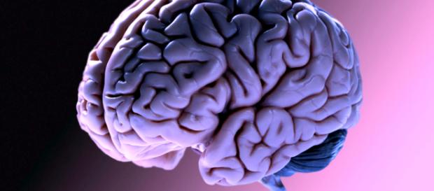 Usa, cervello di maiale 'riattivato' quattro ore dopo il decesso Usa, cervello di maiale 'riattivato' quattro ore dopo il decesso
