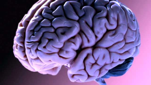 Cervello di maiale riattivato dopo 4 ore dalla morte | Igor Vitale - igorvitale.org