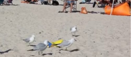 Beach restaurants warn of extra-hungry seagulls who will swarm kids trying to feed them. [Image source/ABC Action News YouTube video]
