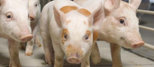 Los resultados fueron descritos en cerdos, modelo animal ampliamente utilizado en investigación