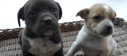 Milano: litiga con la vicina per i cani e l'aggredisce con l'acido