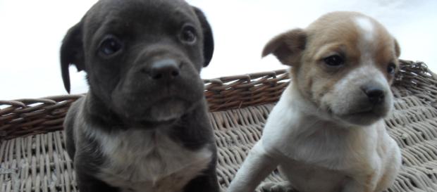 Milano: litiga con la vicina per i cani e l'aggredisce con l'acido Milano: litiga con la vicina per i cani e l'aggredisce con l'acido