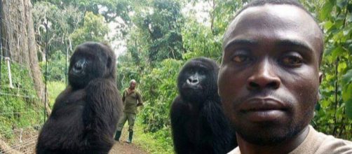 Gorilas posam para selfie com seus protetores, guardas florestais. (Arquivo Blasting News)
