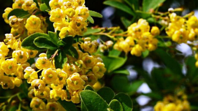La berberina migliora il metabolismo degli zuccheri e dei grassi.