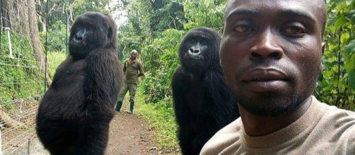 Ranger si fa selfie con i gorilla| The ... - themanpost.com