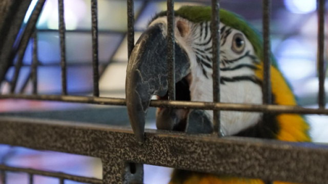 Arrestato un pappagallo che faceva da palo a uno spacciatore ... - 105.net