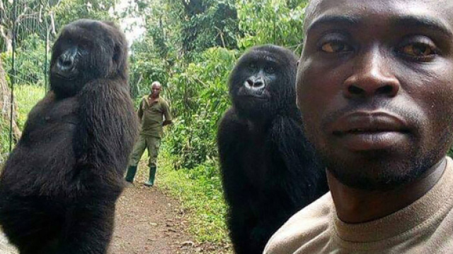 Ranger si fa selfie con i gorilla| The ... - themanpost.com