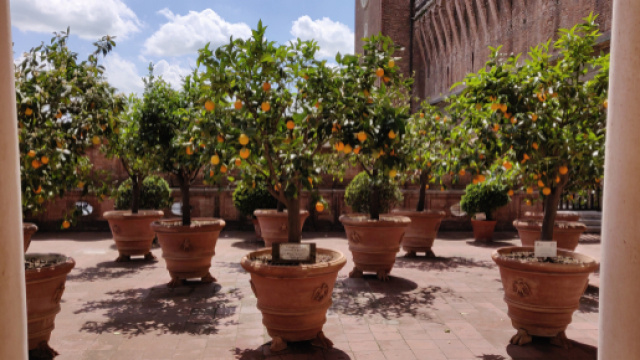 Castello estense di Ferrara, Loggia degli Aranci