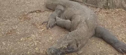 Komodo dragons are the world's largest lizard. - [Nick Uhas / YouTube screencap]