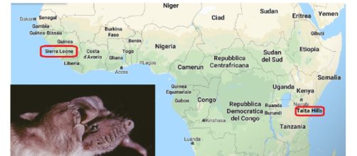 Virus Ebola isolato da pipistrelli (portatori) presenti sia in Sierra Leone che sulle colline Taita in Kenya.