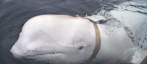 Beluga con imbragatura da spia, trovato al largo della Norvegia ... - ilsole24ore.com