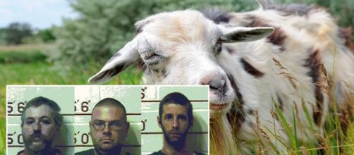 Usa, abusarono per anni di mucca, capra e cavalli: condannati tre uomini.