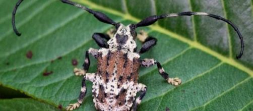Besouro-escorpião é encontrado no Brasil. (Foto: Antonio Sforcin Amaral/ Divulgação/ Unesp)