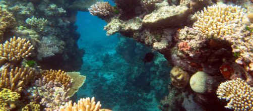 Great Barrier Reef 008. [Image source/Steve Evans, Wikimedia Commons]