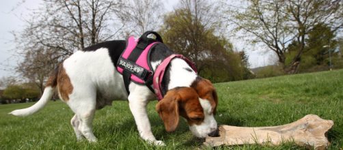 Beagle annusa osso di rinoceronte lanoso antico di 250.000 anni