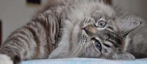 I gatti prestano attenzione a quello che gli diciamo e imparano a distinguere i suoni (Scientific Reports)