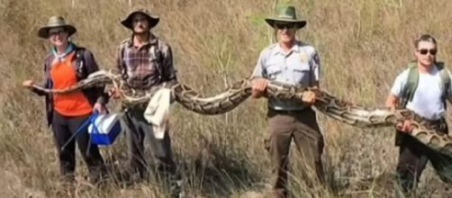 17-foot-long Python caught near the Everglades. [Image source/11Alive YouTube]