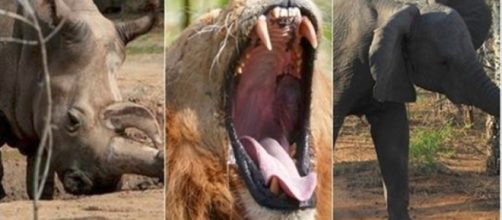 Sudafrica, bracconiere calpestato da un elefante, poi sbranato dai leoni