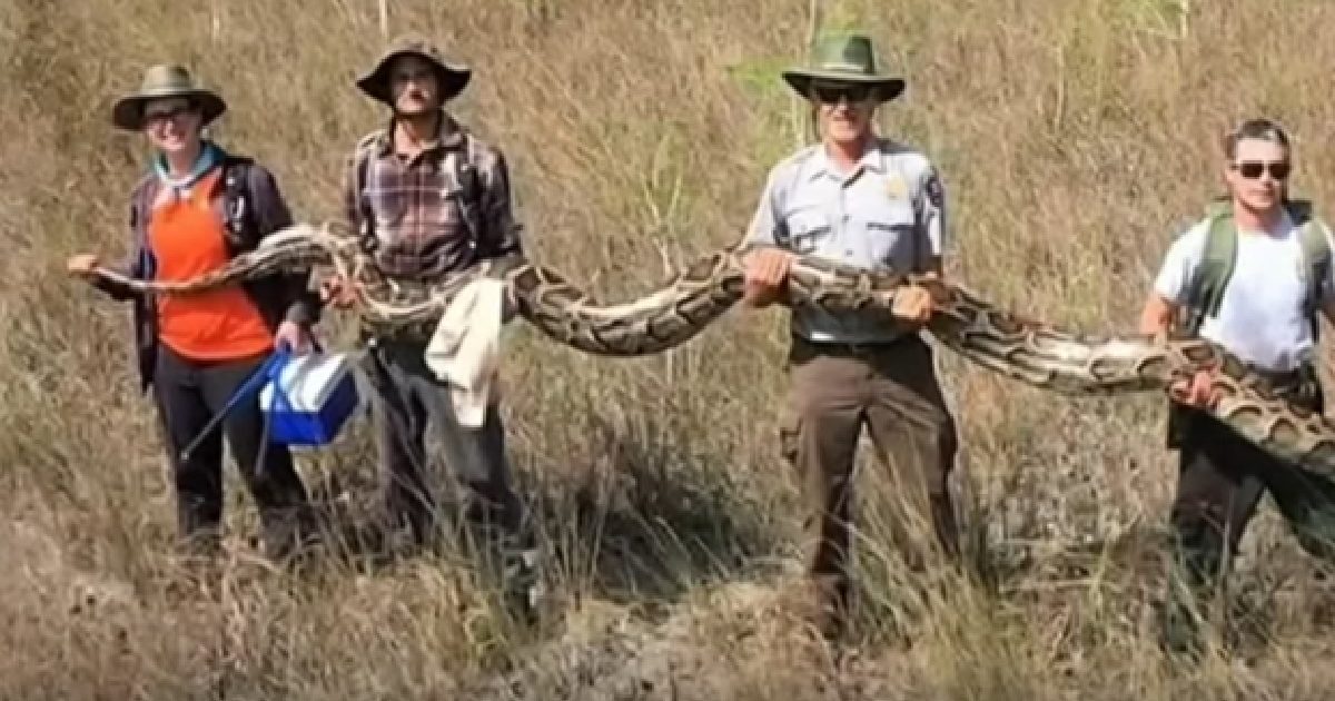 Largest Ever Female Python, Measuring 17 Feet In Length, Caught In The ...