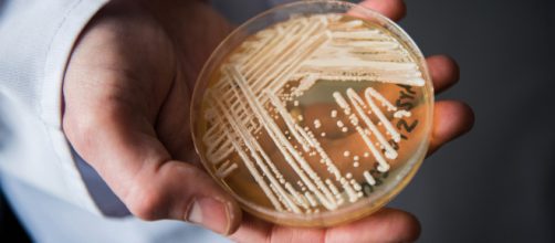 Candida Auris: il fungo killer che spaventa il mondo