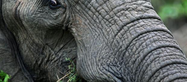 Bracconiere ucciso da elefante e sbranato dai leoni | Virgilio Notizie - virgilio.it Bracconiere ucciso da elefante e sbranato dai leoni | Virgilio Notizie - virgilio.it
