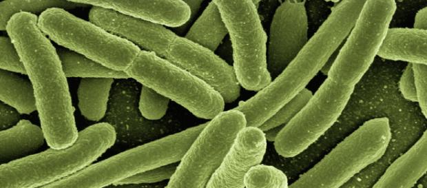 Candida auris resiste agli anticorpi Candida auris resiste agli anticorpi