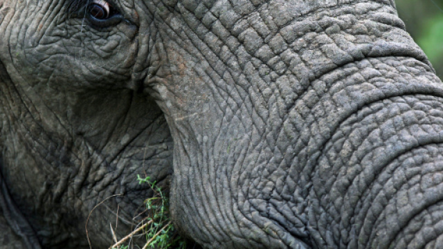 Bracconiere ucciso da elefante e sbranato dai leoni | Virgilio Notizie - virgilio.it