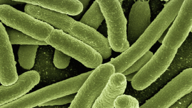 Candida auris resiste agli anticorpi