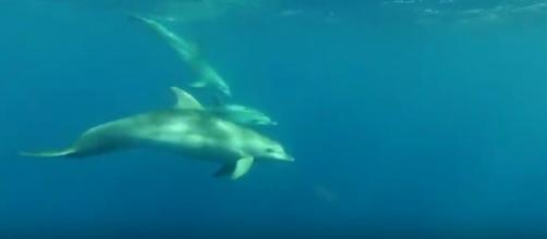 Dolphins in the Northeast Aegean Sea. [Image source/Kostis Mammassis YouTube video]