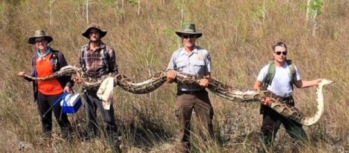 Florida, catturato pitone gigante: aveva 73 uova