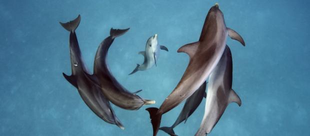 Las hembras de los delfines podrían sentir orgasmos Las hembras de los delfines podrían sentir orgasmos