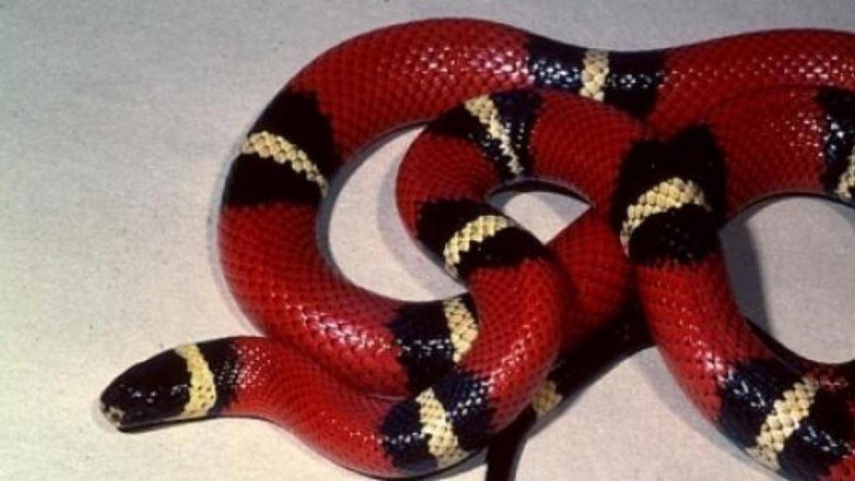 Homem Brinca Com Cobra Coral E Picado E Morre Na Bahia Chamamos essa coloração de aposemática ou coloração de aviso, uma vez que indica perigo e aparece geralmente em animais venenosos. homem brinca com cobra coral e picado