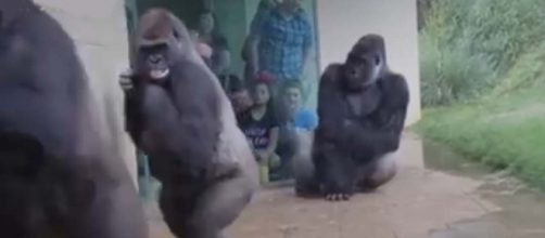 Sometimes we can totally relate to our close cousins, the gorillas. [Image euronews (in English)/YouTube]