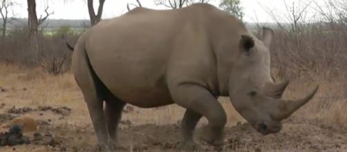 South Africa white rhinos, Kruger national park. [Image source/Harry Mateman YouTube video]