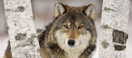 La presenza dei lupi sulle nostre montagne è un segno positivo, ma rimane ancora da fare per imparare a convivere con loro (fonte Pixabay)