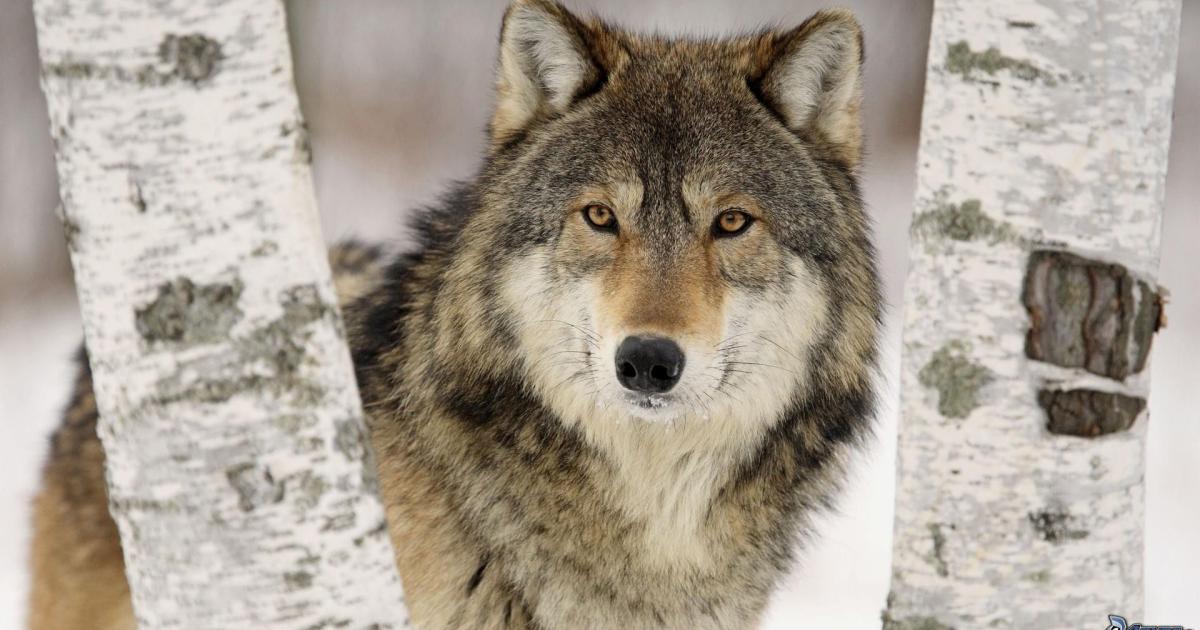 Manifestazione Anti Lupo In Alto Adige Gli Allevatori Accendono Centinaia Di Falo