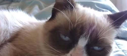 Grumpy cat has died - Image credit - Real Grumpy Cat | YouTube