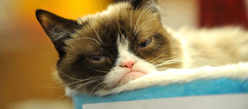 Usa, è morto Grumpy Cat: il gatto 'musone' più famoso e ricco dei social network