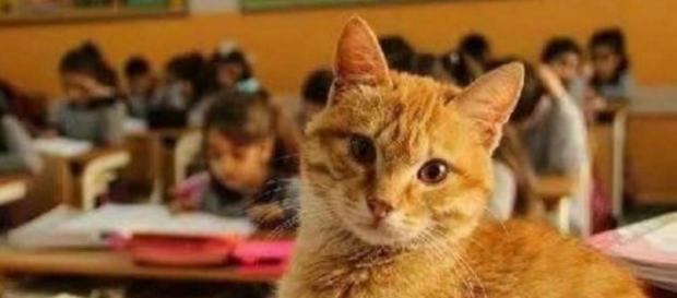 Gatto ucciso a bastonate dal bidello Gatto ucciso a bastonate dal bidello