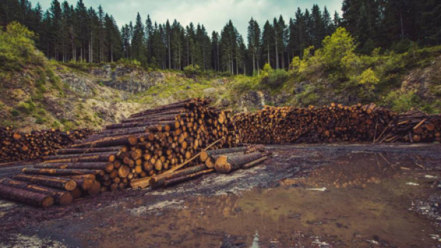la déforestation, un monstre qui a toujours faim