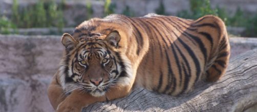 El Zoo de Barcelona podría cerrar sus puertas