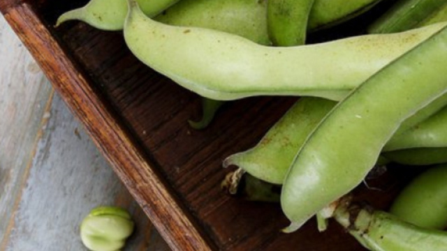 Favismo, una particolare forma di intolleranza alimentare. (Canva)