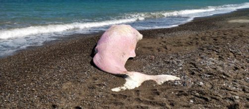 Capodoglio spiaggiato in Sicilia, molta plastica nel suo stomaco