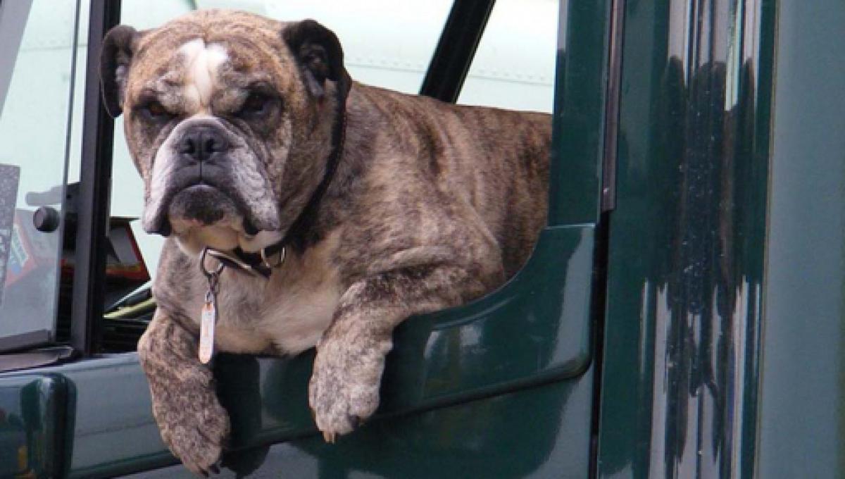 British Travel Loving Dogs Invited To Enjoy Free Cottage Holidays