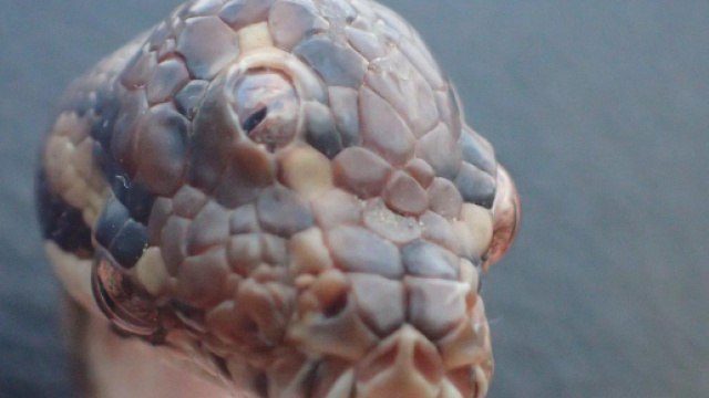 In Australia scoperto un serpente con tre occhi - mediaset.it