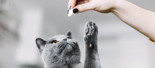 5 aliments interdits pour les chats - ohmymag.com