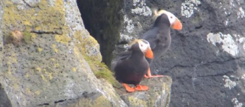 Tufted Puffin, 8th July 2015, St Paul Island, Bering Sea. [Image source/Robert Flood YouTube video]