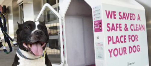 DogSpot places air-conditioned dog houses in public places to help pooches cool off in hot weather. / Image via DogSpot, used with permission.
